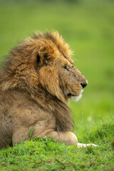 Close-up of male lion lying beside mound