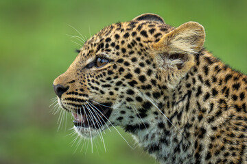 Close-up of leopard cub standing mouth open