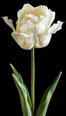 Elegant White Double Tulip Flower on Sleek Black Background. Stunning Full Bloom Peony Tulip.