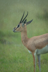 Close-up of Grant gazelle standing in rain