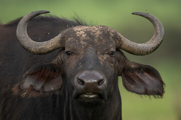 Close-up of female Cape buffalo watching photographer