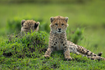 Close-up of cheetah cubs lying on mound