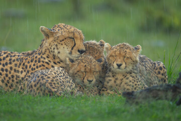 Close-up of cheetah and cubs in rain