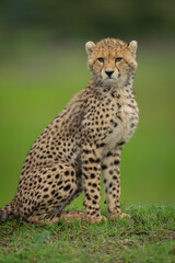 Close-up of cheetah cub sitting on bank