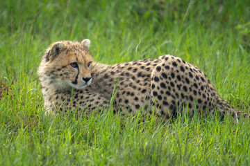Close-up of cheetah cub prone in grass