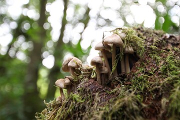 Fungi/mushrooms on mossy bark with a bokeh woodland background 