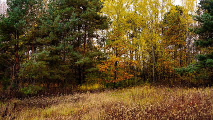 Fototapeta premium Jesienny krajobraz z drzewami pokrytymi kolorowymi liśćmi.