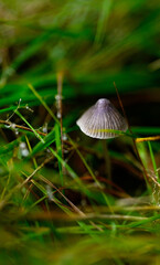 Zdjęcie małego, szarego, dzikiego grzybka pośród zielonej trawy.