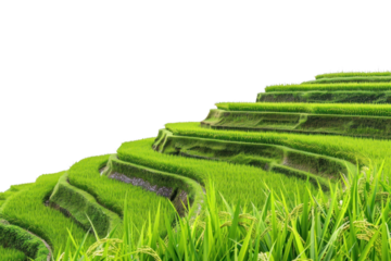 PNG Landscape with rice terrace in Indonesia countryside vegetation outdoors.