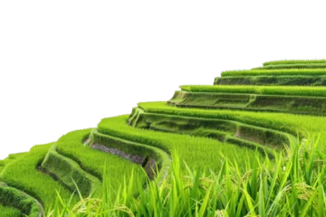 PNG Landscape with rice terrace in Indonesia countryside vegetation outdoors.
