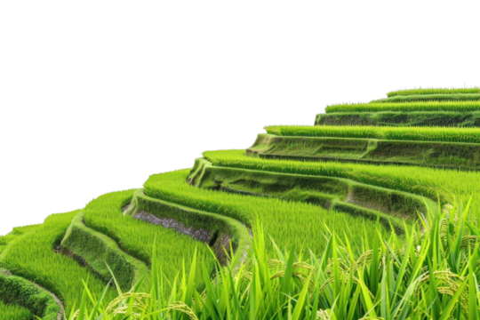 PNG Landscape with rice terrace in Indonesia countryside vegetation outdoors.