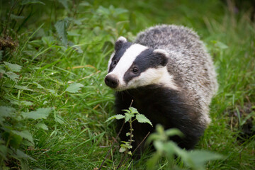Badger foraging for food in Wales.