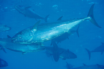 イソマグロ　小笠原　嫁島マグロ穴