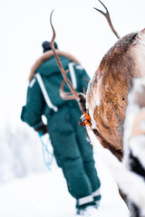 Reindeer Walking Behind A Guide in the Snowfall