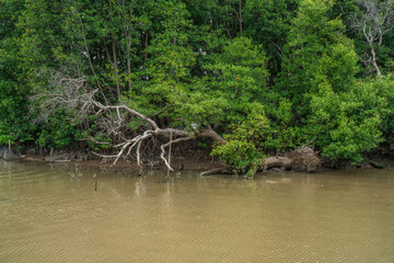 Phra chedi klang nam mangrove forest, Rayong Province, Thailand. Mangrove forest background in the...