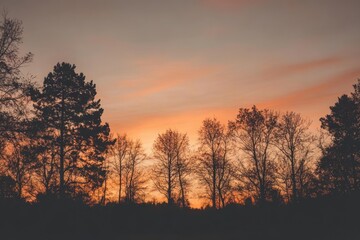 Obraz premium Silhouette of trees against a warm autumn sunrise