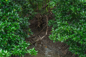 Phra chedi klang nam mangrove forest, Rayong Province, Thailand. Mangrove forest background in the...
