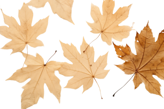 PNG  Real pressed maple leaves backgrounds plant leaf.