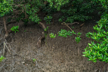 Phra chedi klang nam mangrove forest, Rayong Province, Thailand. Mangrove forest background in the...