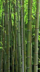 Obraz premium A seamless backdrop photo of bamboo forest