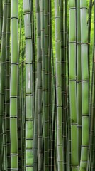 Fototapeta premium A seamless backdrop photo of bamboo forest