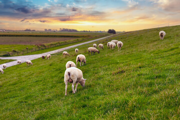 Fototapeta premium Many grazing sheep herd scene dyke lush green field pasture meadow grassland North Wadden Sea coast East Frisia Lower Saxony Germany warm sunset. Scenic german livestock countryside landscape view