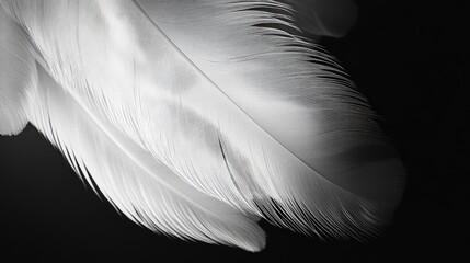 Close-up of ethereal white feathers on a black background, a minimalist and elegant design with serene beauty