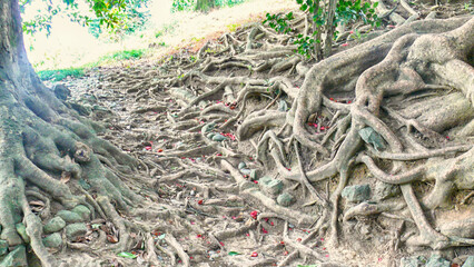 old trees with roots sticking out of the ground in the forest