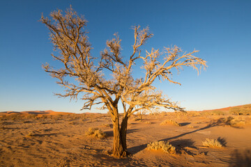 Fototapeta premium Ancient dry trees stand on a white clay soil, creating a stunning visual contrast in Deadvlei National Park in Namibia
