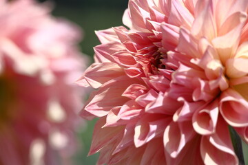 色鮮やかな大輪