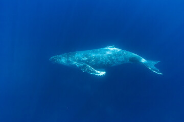 ザトウクジラ　小笠原母島