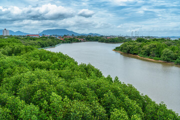 Phra chedi klang nam mangrove forest, Rayong Province, Thailand. Mangrove forest background in the wetland area where fresh water and sea water meet. Nature and environment conservation concept.