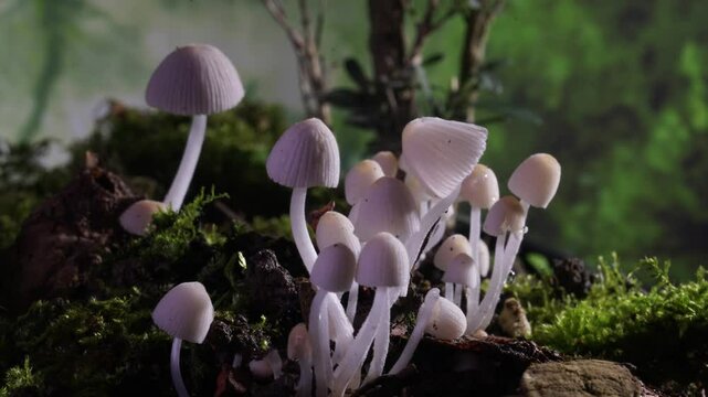 Time-lapse photography of wild fungus growth