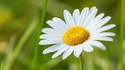 Obraz premium A macro shot of a daisy with a bright yellow center, surrounded by white petals, set against a soft-focus green meadow in the background.