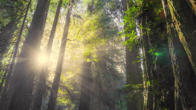 Morning sun breaks through redwoods tree trunks making sunrays in the fog. Redwood National Park, California, United States. Magical foggy forest with huge redwood trees 