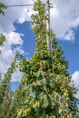 Houblonière en Flandre Belge près de Poperinge
