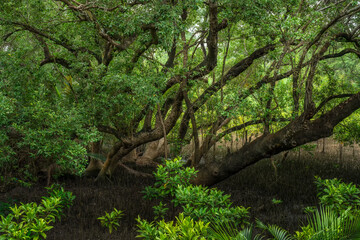 Phra chedi klang nam mangrove forest, Rayong Province, Thailand. Mangrove forest background in the wetland area where fresh water and sea water meet. Nature and environment conservation concept.