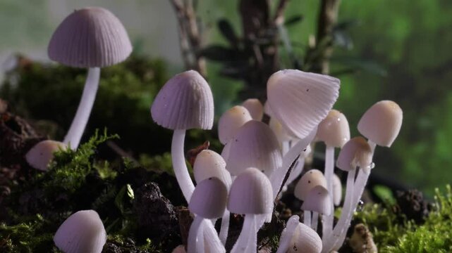 Time-lapse photography of wild fungus growth
