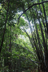 green forest in the morning
