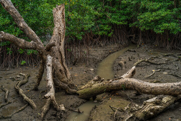 Phra chedi klang nam mangrove forest, Rayong Province, Thailand. Mangrove forest background in the wetland area where fresh water and sea water meet. Nature and environment conservation concept.