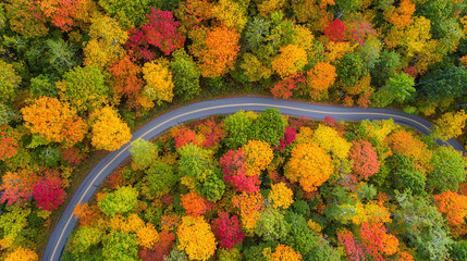 birds eye view of a winding road through a dense autumn forest, with vibrant fall foliage covering the trees and ground