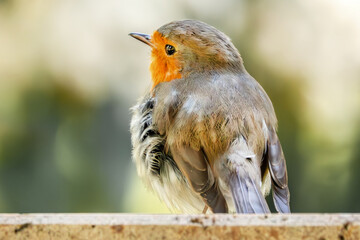 Rotkehlchen auf der Mauer