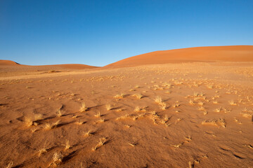 Tufts of grass in the red desert