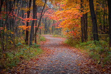 Obraz premium Enchanting Autumn Path Peaceful Forest Walk Amidst Fiery Fall Colors.