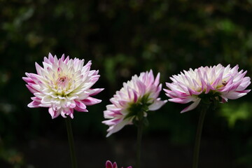 Obraz premium 色鮮やかな大輪