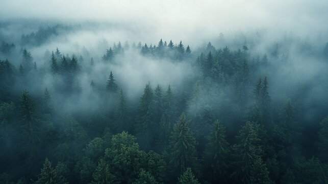 Stunning aerial shot of a fog-covered forest with only the treetops visible, creating a mystical, ethereal landscape. 4K hyperrealistic photo.