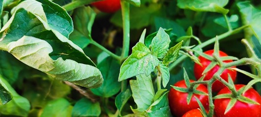 Tomatoes on the bushes, vegetable garden, vegetables, tomato branches