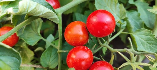Tomatoes on the bushes, vegetable garden, vegetables, tomato branches