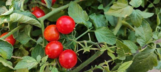 Tomatoes on the bushes, vegetable garden, vegetables, tomato branches