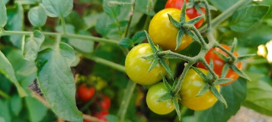 Tomatoes on the bushes, vegetable garden, vegetables, tomato branches